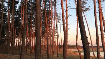 belle forêt de pins à la lumière du jour video