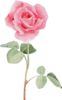 watercolor pink rose flower bouquet for valentines day png