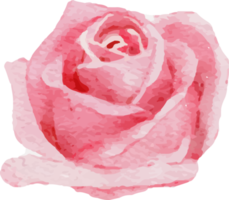 acquerello fioritura rosa rosa ramo fiore mazzo elementi png