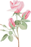 aquarellrosa rosenblumenstrauß zum valentinstag png