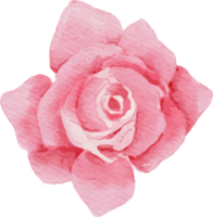 vattenfärg blomning rosa reste sig gren blomma bukett element png