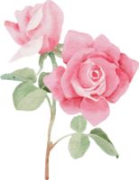 watercolor pink rose flower bouquet for valentines day png