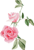 watercolor pink rose flower bouquet for valentines day png