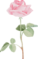 bouquet de fleurs rose rose aquarelle pour la saint valentin png