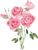 aquarellrosa rosenblumenstrauß zum valentinstag png