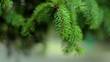 luminosa verde abete ramoscelli con bagnato a partire dal pioggia goccioline vicino su video