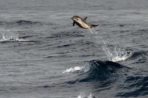 Dolphin while jumping in the deep blue sea photo