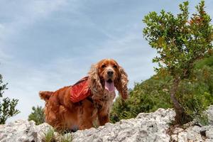 cocker dog with backpack on mountain trail photo