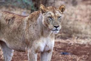 female lion at sunrise in kruger park south africa photo