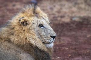 león macho en el parque kruger sudáfrica foto