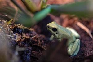 Yellow poisonous frog phylllobates terribilis photo