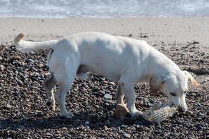 dog eating a puffer fish on the beach photo