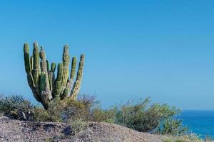 cactus in Cabo Pulmo Baja California national park panorama photo