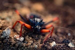 horrid king assassin bug psytalla horrida photo