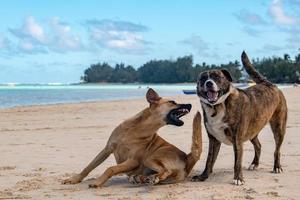 dogs fighting on tropical polynesian beach photo