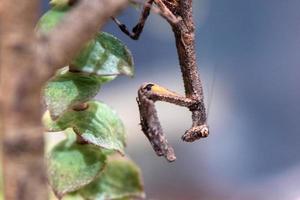 popa spurca áfrica mantis mimética foto