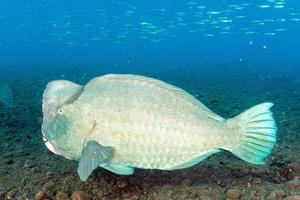 bumphead parrotfish close up portrait underwater detail photo