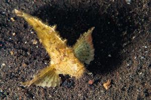 yellow leaf fish underwater close up macro photo