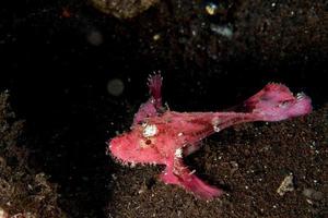 pink leaf fish underwater close up macro photo