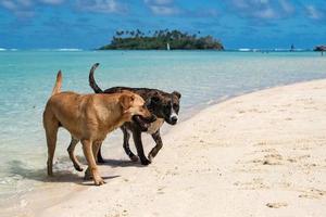 dogs on tropical polynesian beach photo