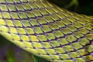 serpiente verde baron racer macro foto