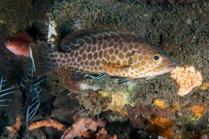 colorful grouper on ocean reef background photo