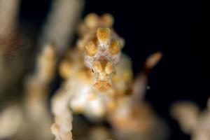 Yellow Bargibanti Pigmy Sea Horse in Tulamben Bali photo