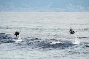 delfín mientras salta en el mar azul profundo foto
