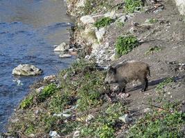 swine fever wild boar in Genoa town Bisagno river urban wildlife looking for food in garbage photo