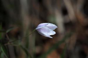 campanilla escocesa flor campanula rotindufolia foto