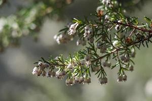 wild heather plant blooming photo