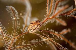 Colorful donut nudibranch close up macro detail photo