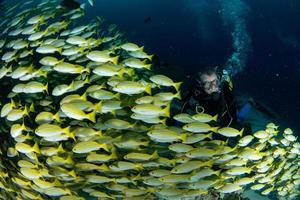 scuba diver inside school of yellow Snapper Lutjanidae while diving maldives photo