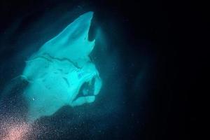 Manta eating krill plankton and krill at night photo