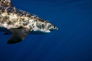 Great White shark ready to attack photo