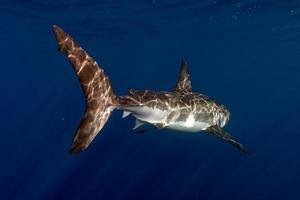 Great White shark ready to attack close up photo