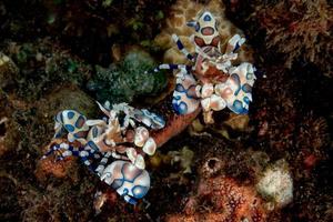 camarón arlequín hymenocera elegans picta cerrar foto