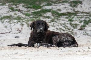 dog covered by sand on the beach photo