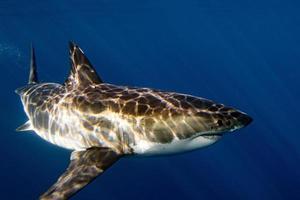 Great White shark ready to attack photo