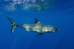 buceo en jaula con tiburón blanco listo para atacar foto