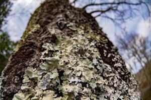 Corteza de árbol cubierta de musgo de cerca foto