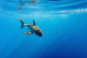 Great White shark ready to attack photo