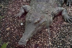 Crocodile close up detail portrait photo