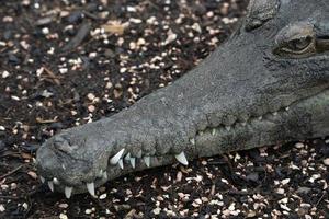 Crocodile close up detail portrait photo