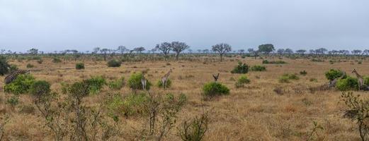 jirafa en el parque kruger sudáfrica panorama paisaje foto