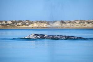 grey whale nose at sunset in pacific ocean photo