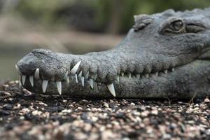 Crocodile close up detail portrait photo