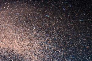 macro detalle de krill en la noche foto