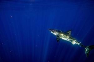 Great White shark ready to attack photo