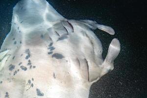 manta comiendo krill plancton en la noche foto